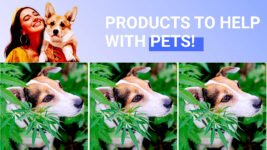 High-quality CBD Products for Pets