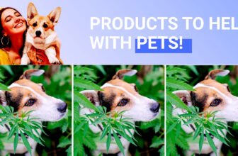 High-quality CBD Products for Pets
