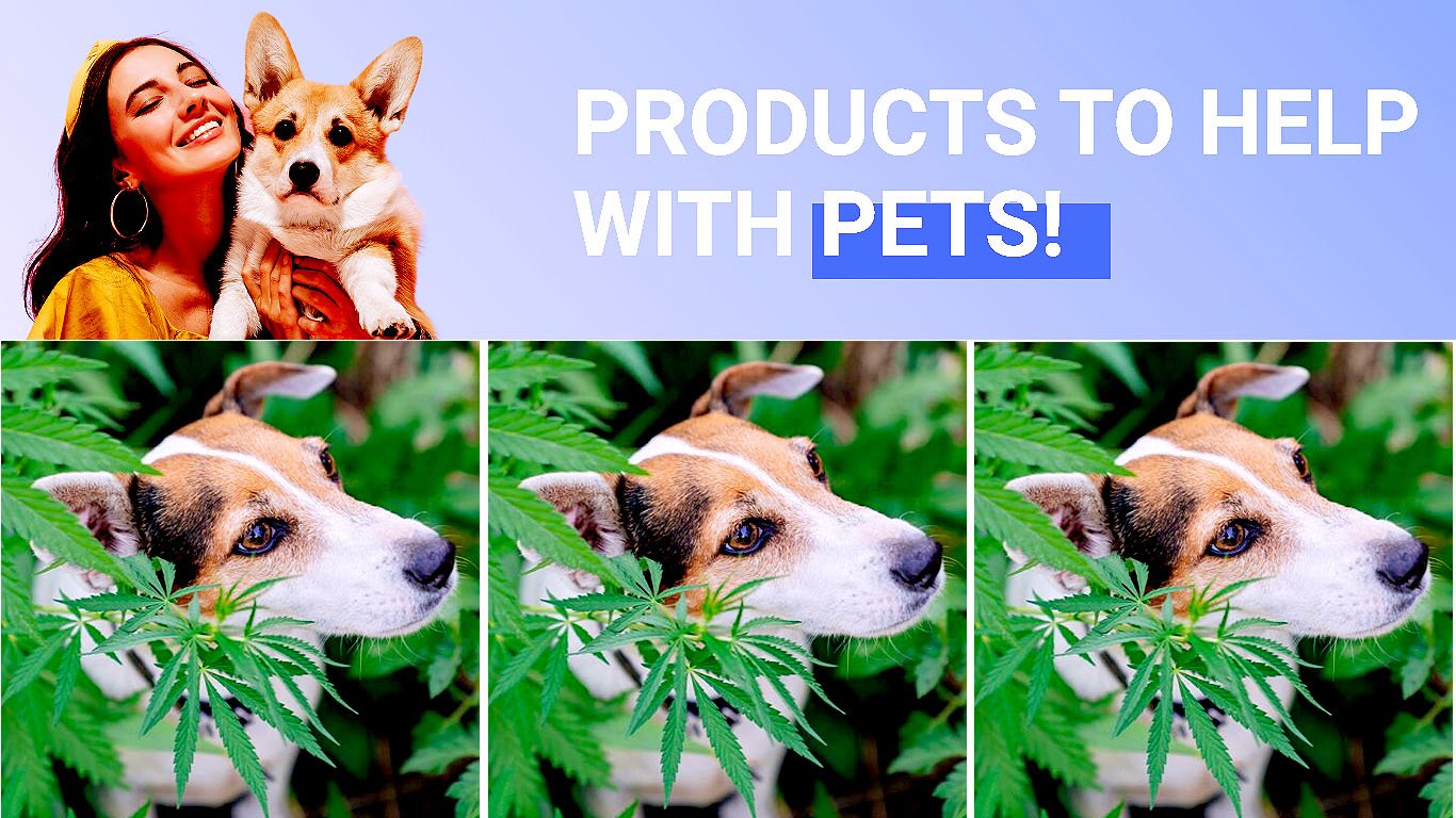 High-quality CBD Products for Pets