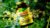 DVH Boswellia Resin Extract, 60 Veg Caps